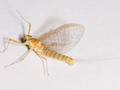 Heptagenia sulphurea